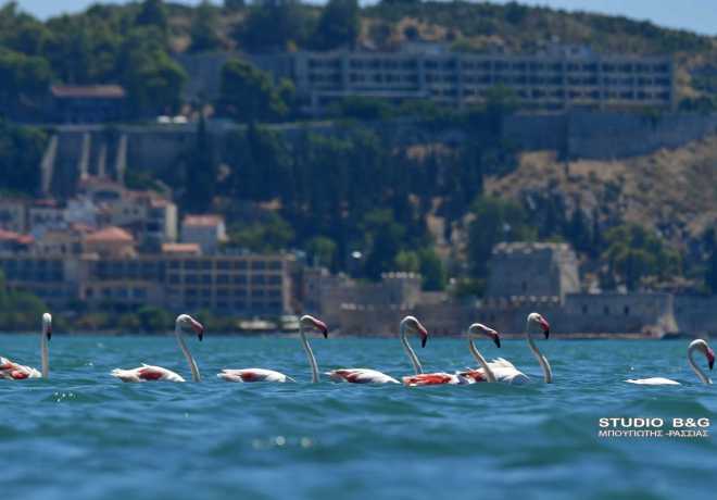 Κοπάδι με φλαμίνγκο στο Ναύπλιο