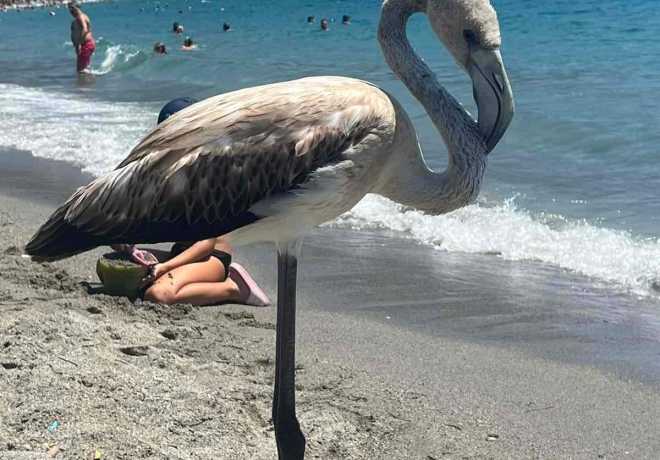 Νεαρά φλαμίνγκο χάνουν το σμήνος τους και περιπλανώνται απροστάτευτα 