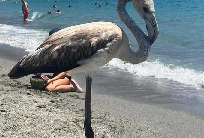 Νεαρά φλαμίνγκο χάνουν το σμήνος τους και περιπλανώνται απροστάτευτα