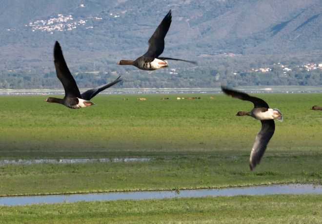  Έφτασαν οι πρώτες νανόχηνες στη Λίμνη Κερκίνη