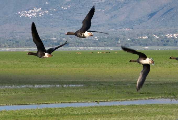  Έφτασαν οι πρώτες νανόχηνες στη Λίμνη Κερκίνη