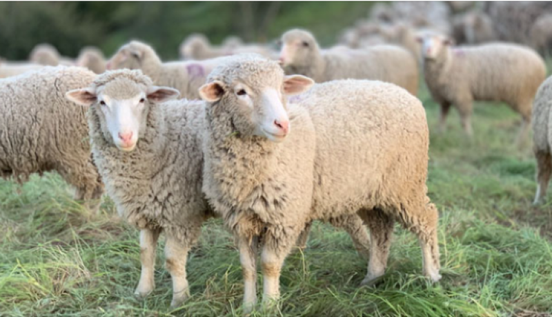 ΥΠΑΑΤ: Πιστώθηκαν 26,9 εκατ. ευρώ σε κτηνοτρόφους για απώλεια εισοδήματος εξαιτίας της ευλογιάς και της πανώλης 