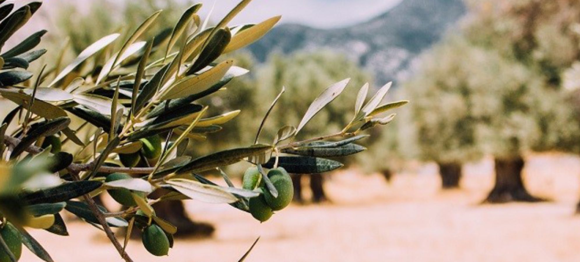 Σεμινάριο για το κλάδεμα ελαιόδεντρων από την Περιφέρεια Πελοποννήσου στο πλαίσιο του OliveOilMedNet