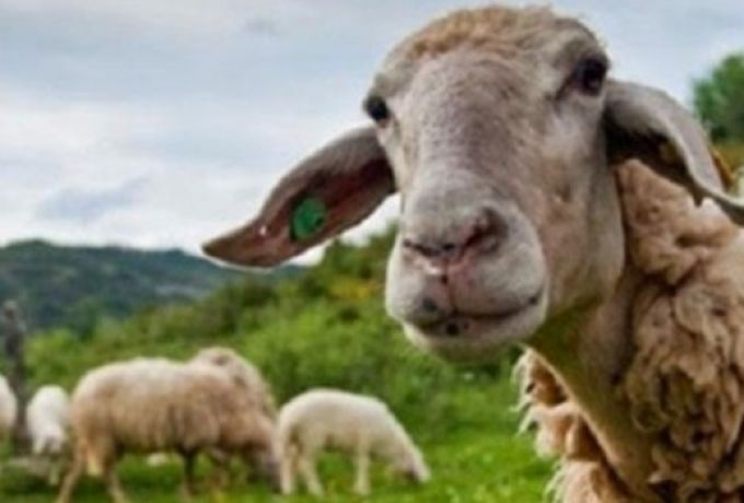 Ευλογιά αιγοπροβάτων | Σε Κατάσταση Ειδικής Κινητοποίησης Πολιτικής Προστασίας η Π.Ε. Αρκαδίας 