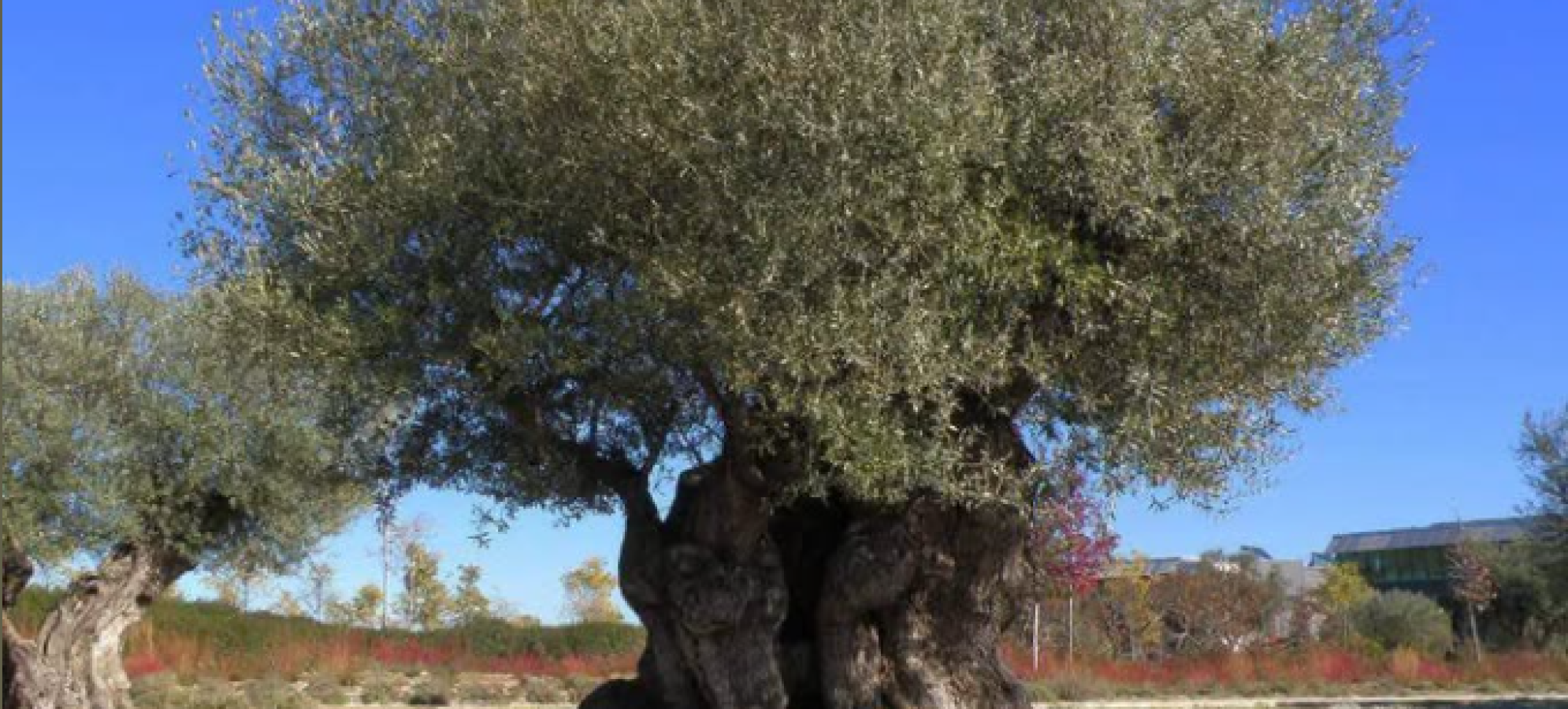 Γιάννης Ανδριανός: Νωρίτερα η προμήθεια υλικών δακοκτονίας – Τριετής σχεδιασμός για την ελαιοπαραγωγή