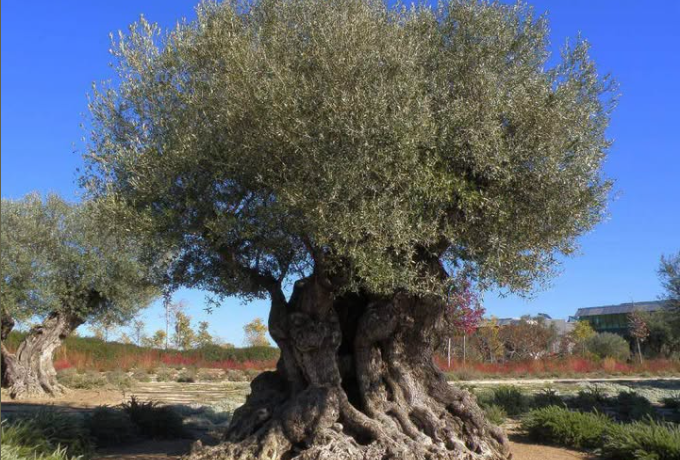 Γιάννης Ανδριανός: Νωρίτερα η προμήθεια υλικών δακοκτονίας – Τριετής σχεδιασμός για την ελαιοπαραγωγή
