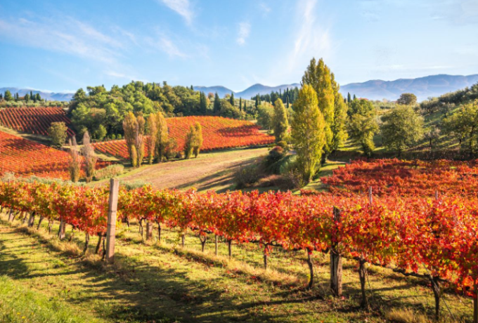 MONTEFALCO – ΝΕΜΕΑ Δύο μικροί δήμοι, δύο μεγάλοι οινικοί τόποι | Ντίνος Παπαντωνίου