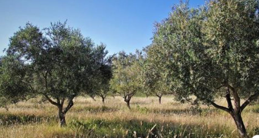ΜΕΓΑΛΟΣ ΝΤΟΡΟΣ ΓΙΝΕΤΑΙ ΓΙΑ ΤΑ ΜΕΡΟΚΑΜΑΤΑ ΚΑΙ ΤΗΝ ΤΙΜΗ ΤΟΥ ΕΛΑΙΟΛΑΔΟΥ