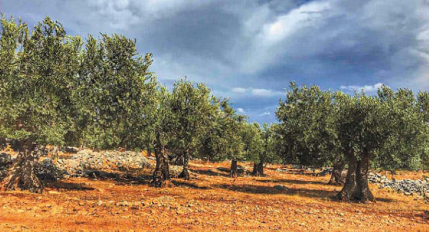 Σοφικό Κορινθίας, το χωριό με το εξαιρετικό ελαιόλαδο
