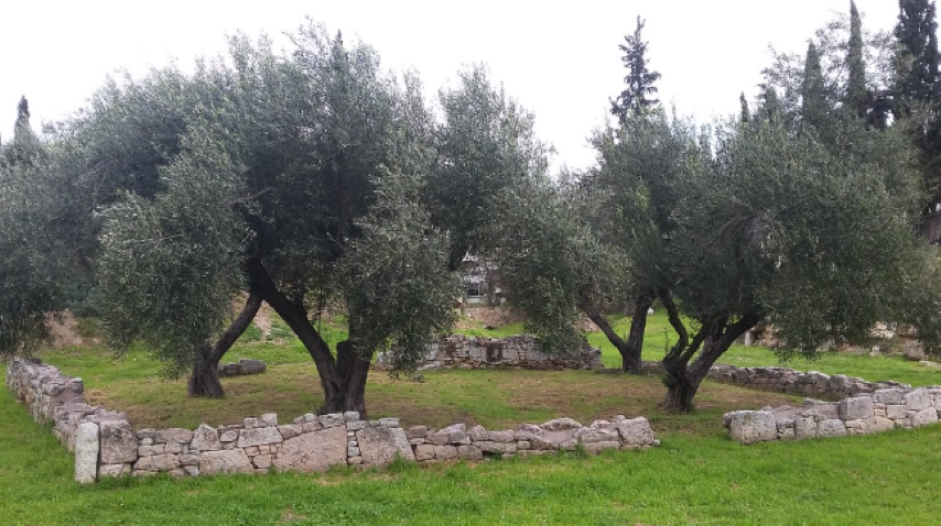 Ένωση Κιάτου | Οι ανοιξιάτικες βροχές παίζουν καθοριστικό ρόλο στην καλλιέργεια της ελιάς. 