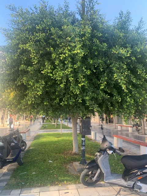 Δήμος Κορινθίων | 11 FICUS AUSTRALIS φύτεψε η Υπηρεσία Πρασίνου 