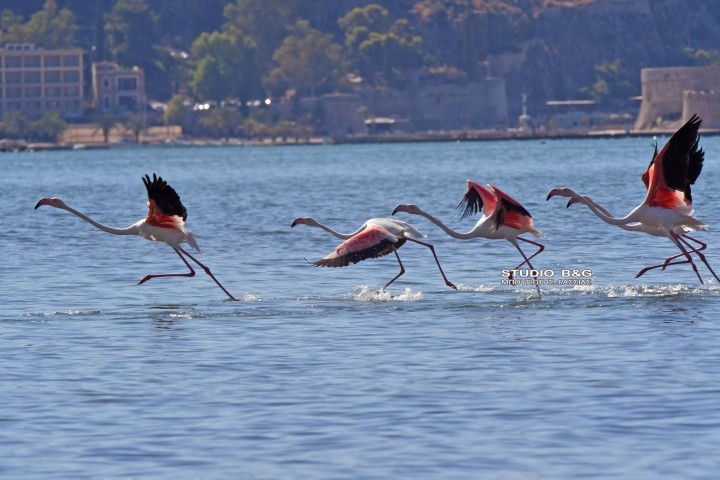 flamingo kio1
