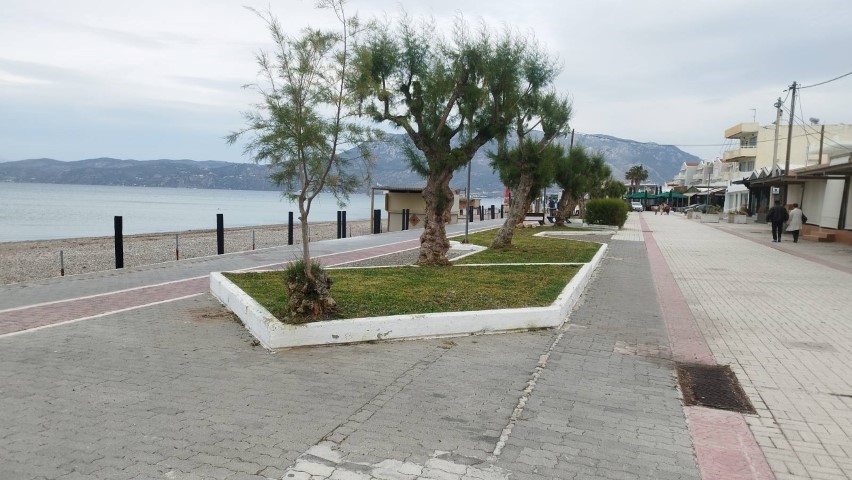 kalamia paralia
