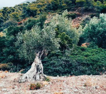 Αποχαιρετώντας μια Σπουδαία Γυναίκα της Παράδοσης