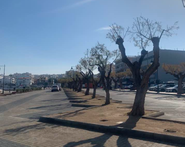 prasino1