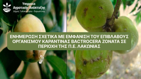 Ενημέρωση σχετικά με εμφάνιση του επιβλαβούς οργανισμού καραντίνας Bactrocera zonata σε περιοχή της Π.Ε. Λακωνίας