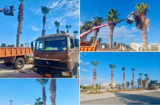 Εργασίες καθαριότητας και κλαδέματος φοινίκων στη Μαρίνα Ξυλοκάστρου