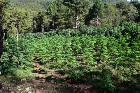 Φυτεία -2.012- δενδρυλλίων κάνναβης εντοπίσθηκε στην Κορινθία