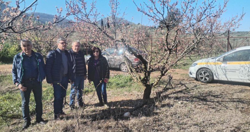 Αυτοψία του Σπύρου Ζαχαριά , Αντιπεριφερειάρχη Αγροτικής Οικονομίας και Κτηνιατρικής . σε περιοχές που επλήγησαν από τον παγετό