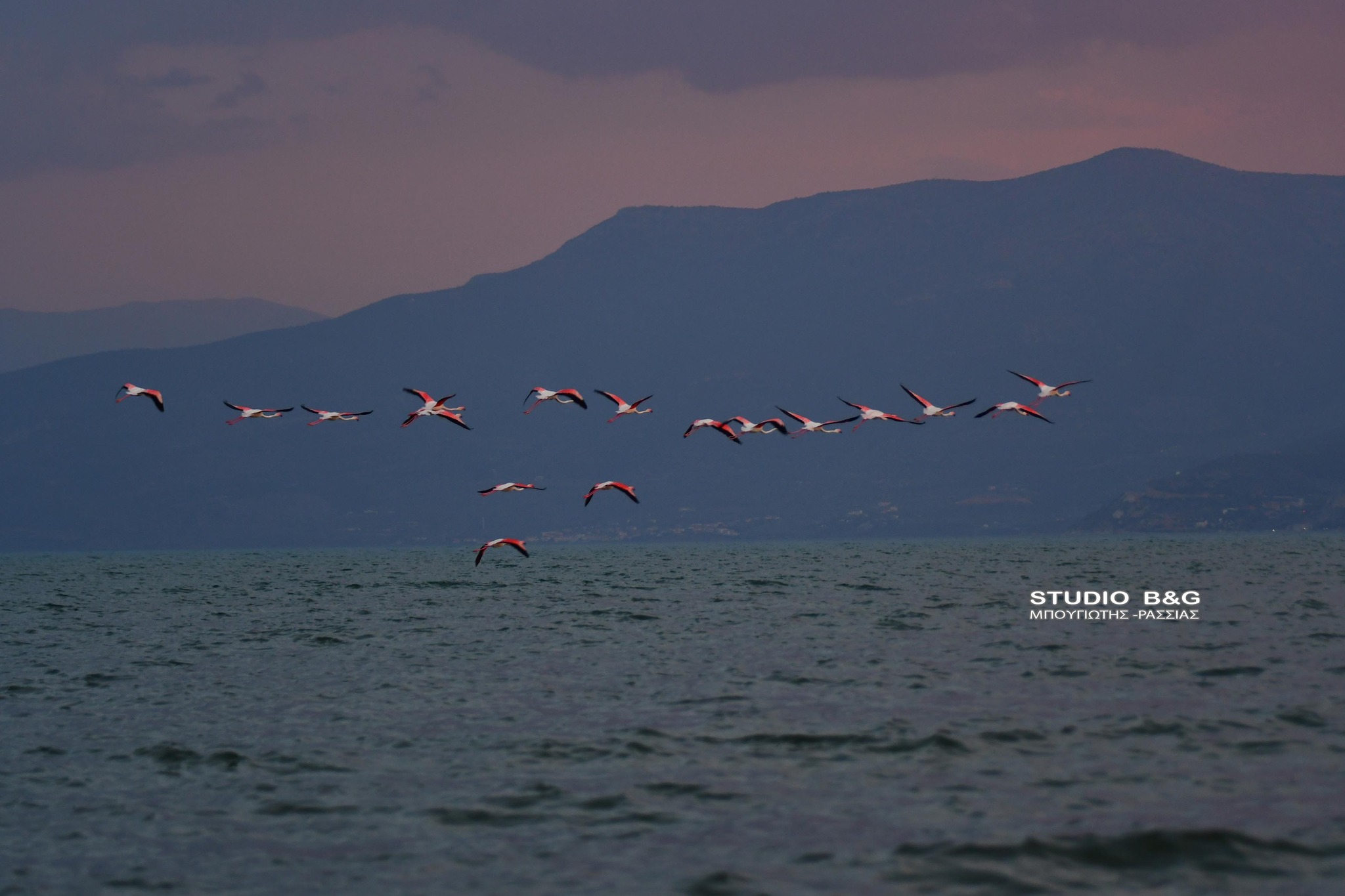 Φωτογραφία που δόθηκε σήμερα Παρασκευή 6 Σεπτεμβρίου και   εικονίζει φλαμίνγκο στον υδροβιότοπο μεταξύ Ναυπλίου και Νέας Κίου στην Αργολίδα ,κατά την απογευματινή άφιξη τους στην περιοχή, Πέμπτη 5 Σεπτεμβρίου 2024. 
